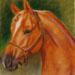 New Horse