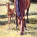 Mare and Foal