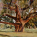Northshore Oak, 20 x 20